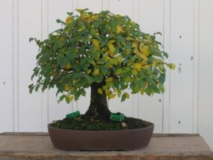 bonsai-di-olmo-francesco-copia_page15_image11