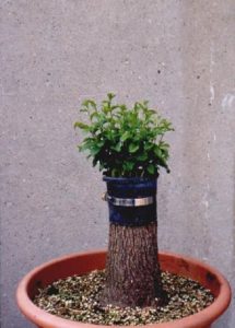 bonsai-di-olmo-francesco-copia_page15_image4