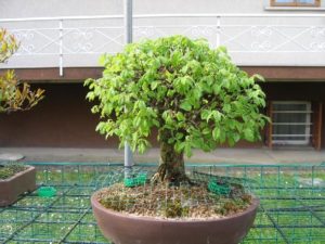 bonsai-di-olmo-francesco-copia_page15_image10