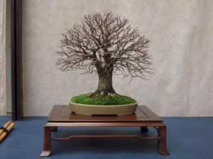 bonsai-di-olmo-francesco-copia_page15_image12