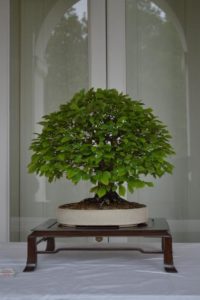 bonsai-di-olmo-francesco-copia_page15_image15