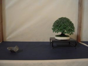 bonsai-di-olmo-francesco-copia_page15_image16