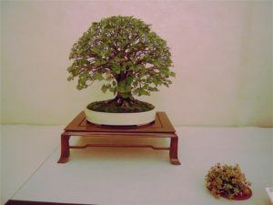 bonsai-di-olmo-francesco-copia_page15_image17