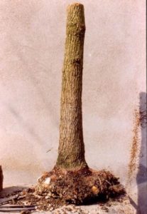 bonsai-di-olmo-francesco-copia_page15_image2