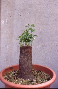 bonsai-di-olmo-francesco-copia_page15_image3