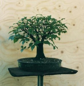 bonsai-di-olmo-francesco-copia_page15_image6