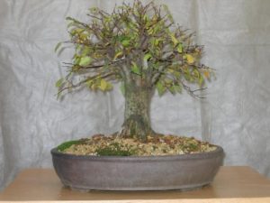 bonsai-di-olmo-francesco-copia_page15_image8