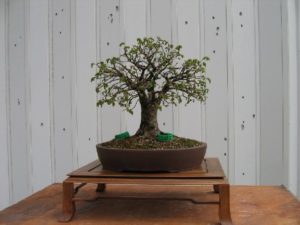 bonsai-di-olmo-francesco-copia_page15_image9
